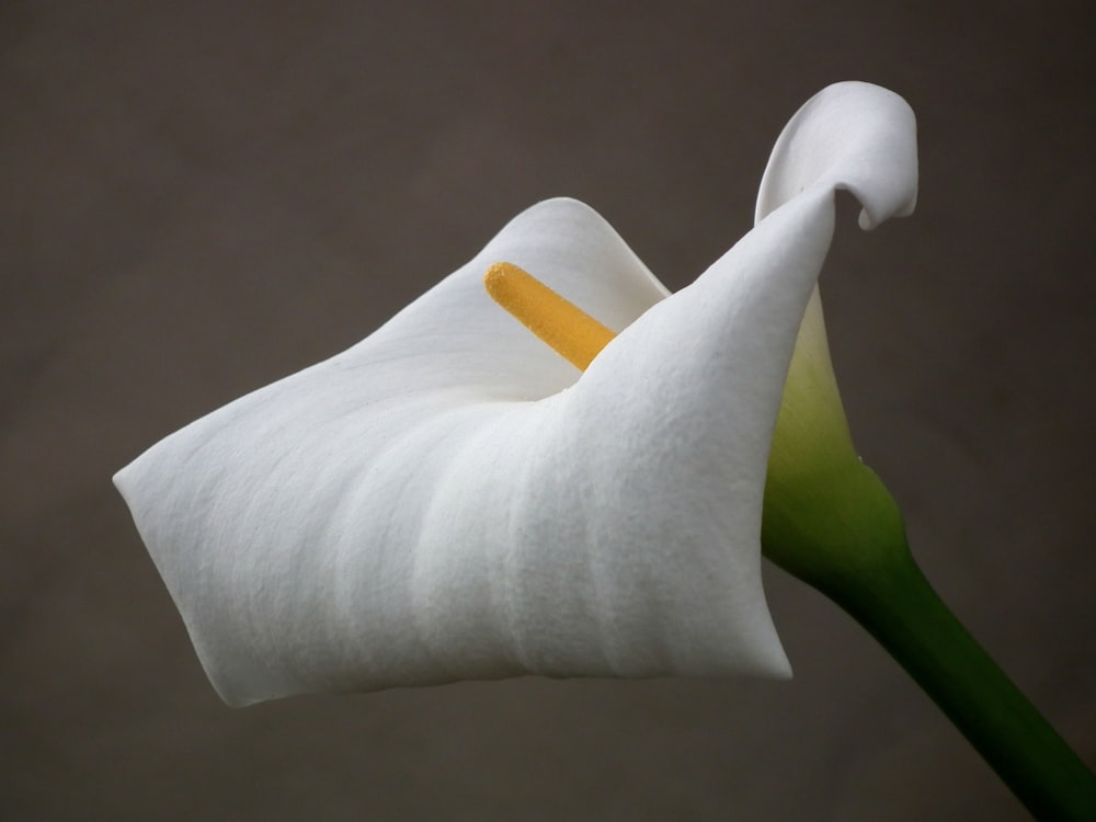 white Callalily flower
