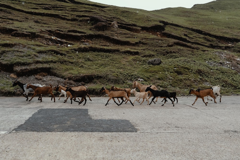 herd of goats on road