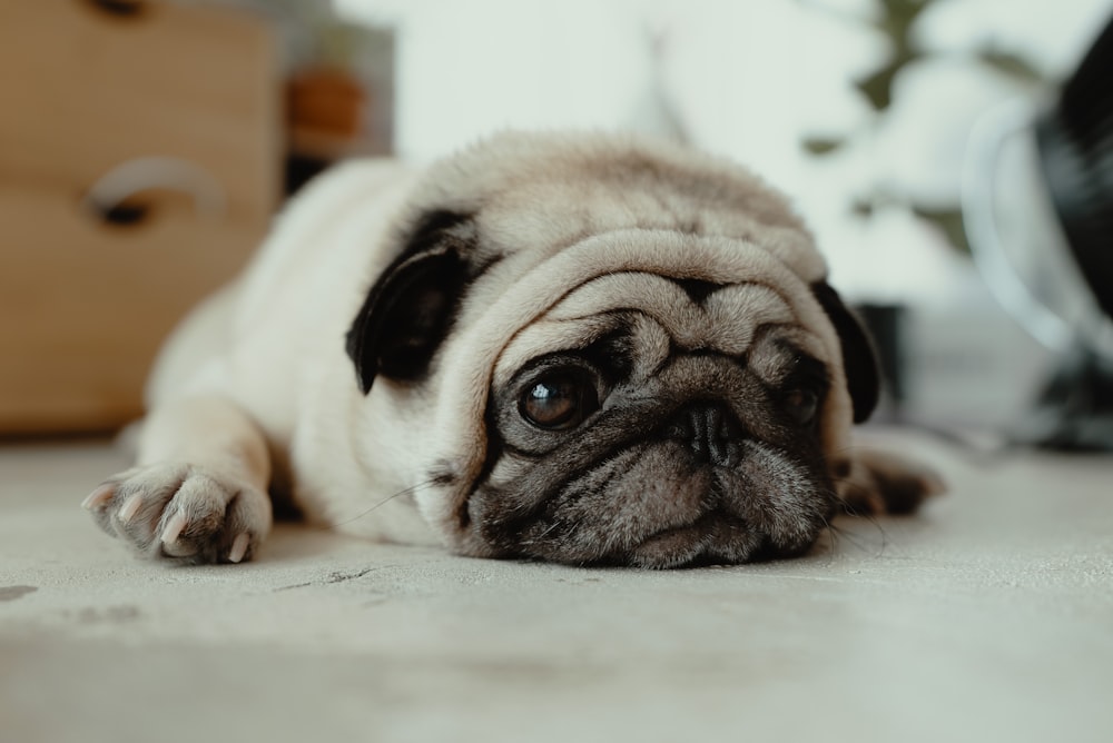 fawn pug puppy laying on ground