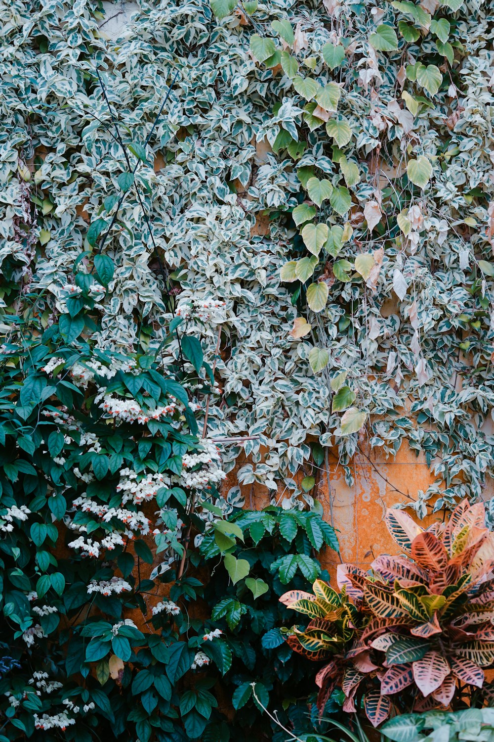 green leafed plant