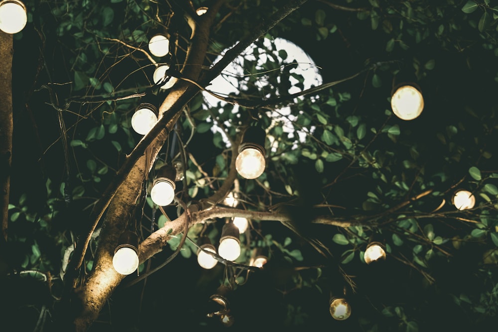 low-angle photo of white string lights