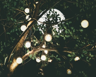 low-angle photo of white string lights