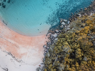 aerial photo of white sandy beach and green trees