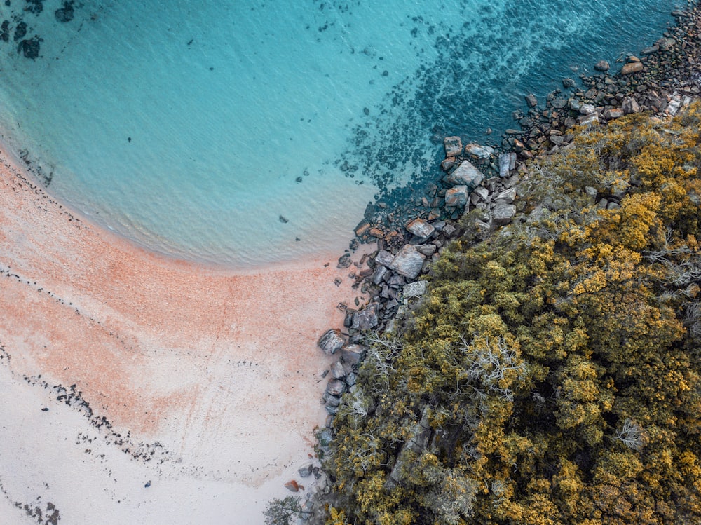 aerial photo of white sandy beach and green trees