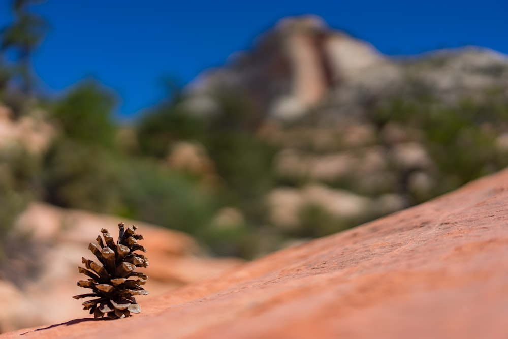 shallow depth of fields photography of pine cone on land