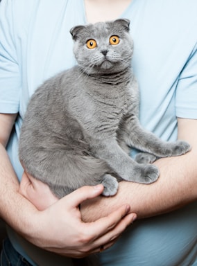 pet photography,how to photograph bla bla long story short. everything is ok; gray cat