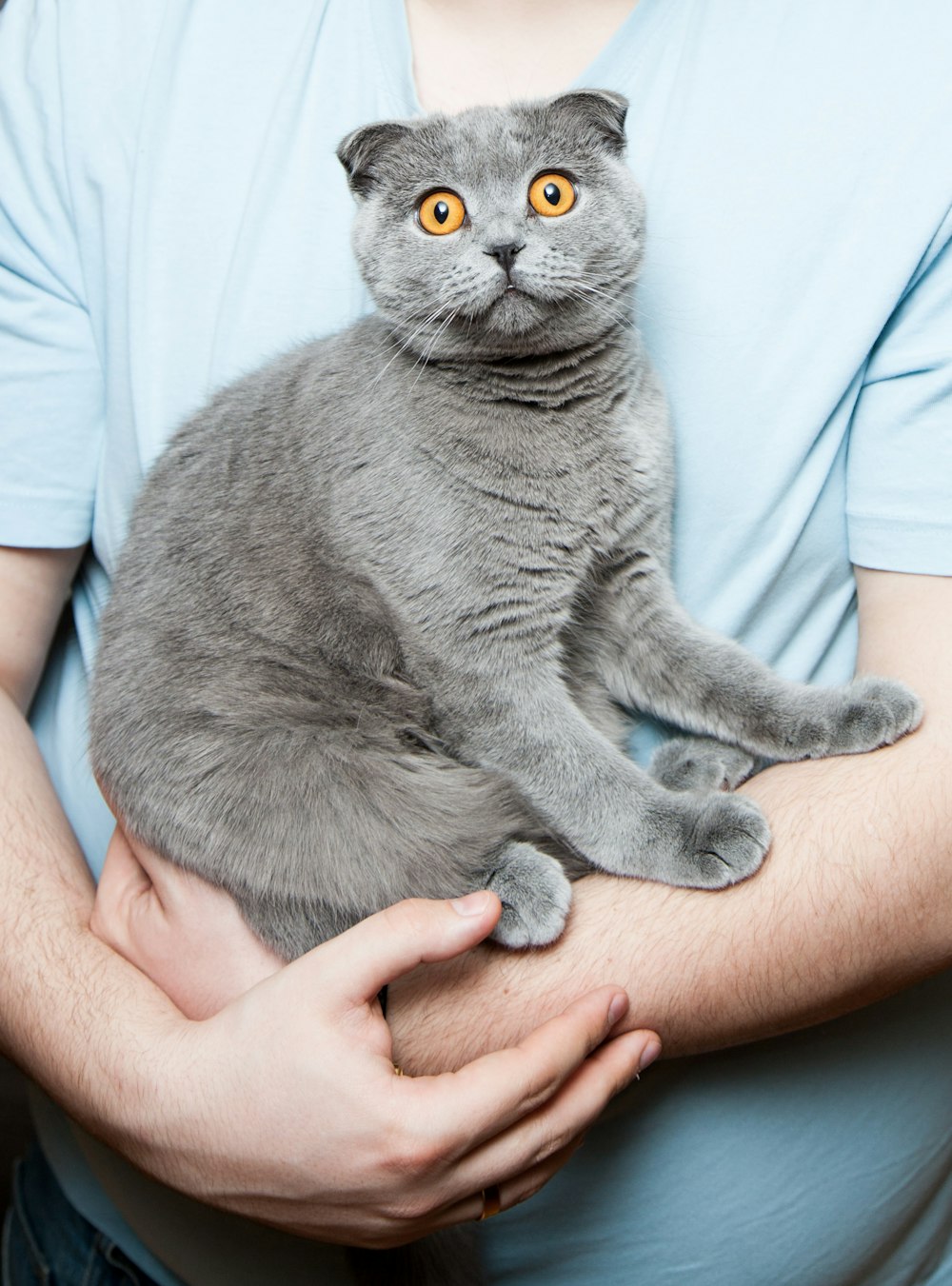 gray cat