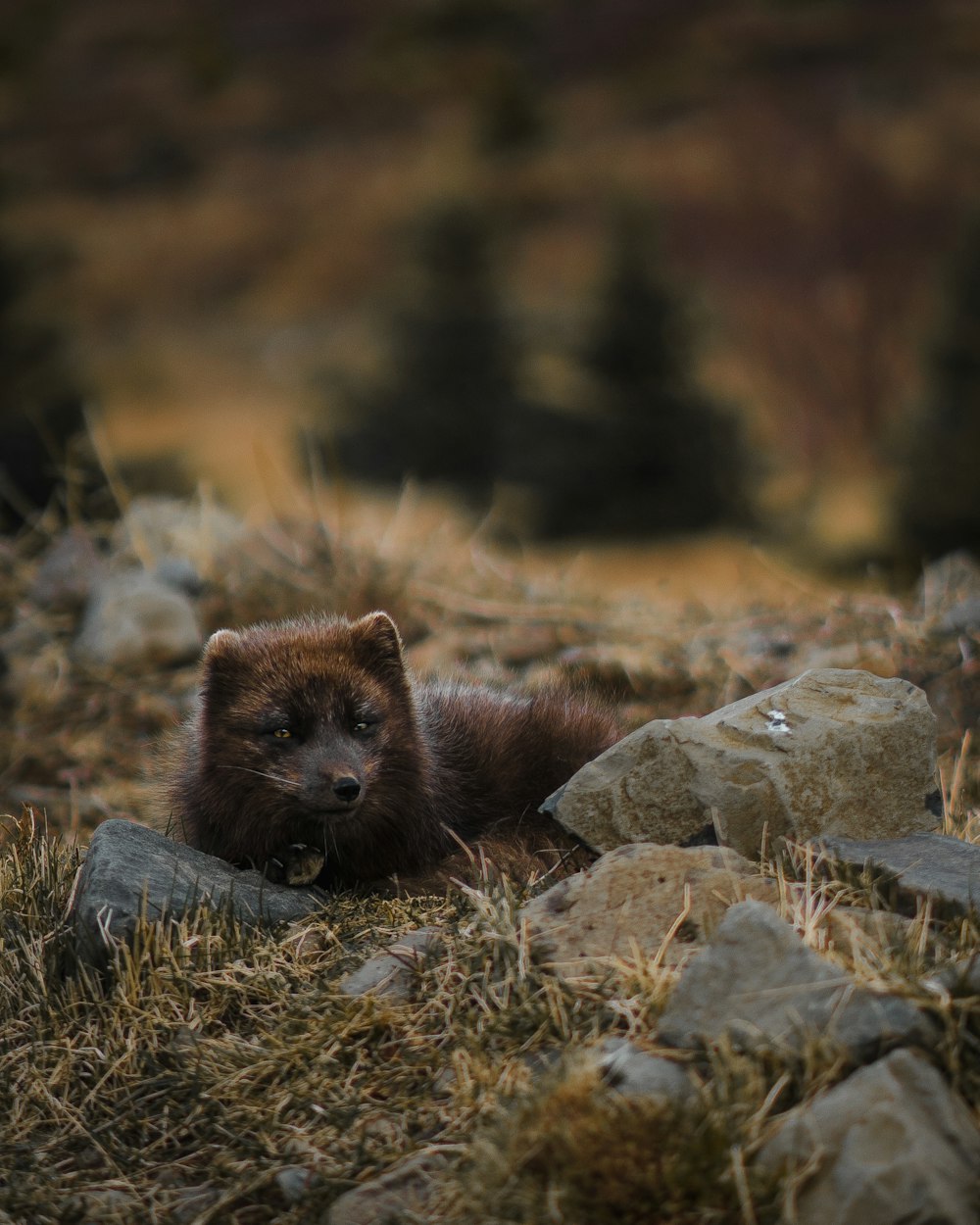 kurzes Fell braunes Tier, das in der Nähe von Felsen liegt