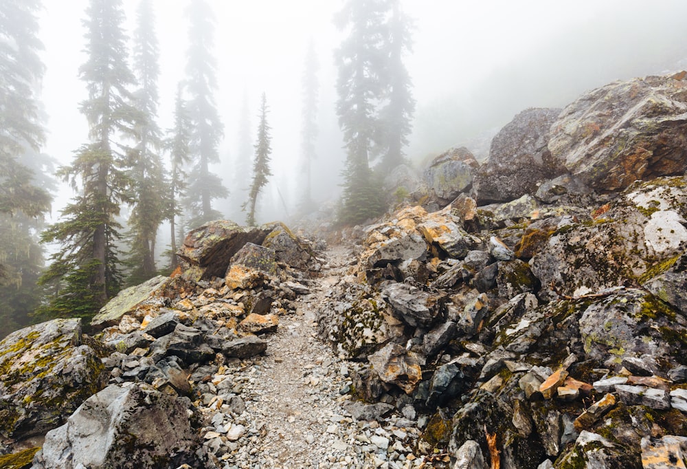 a rocky trail surrounded by pine trees in the fog