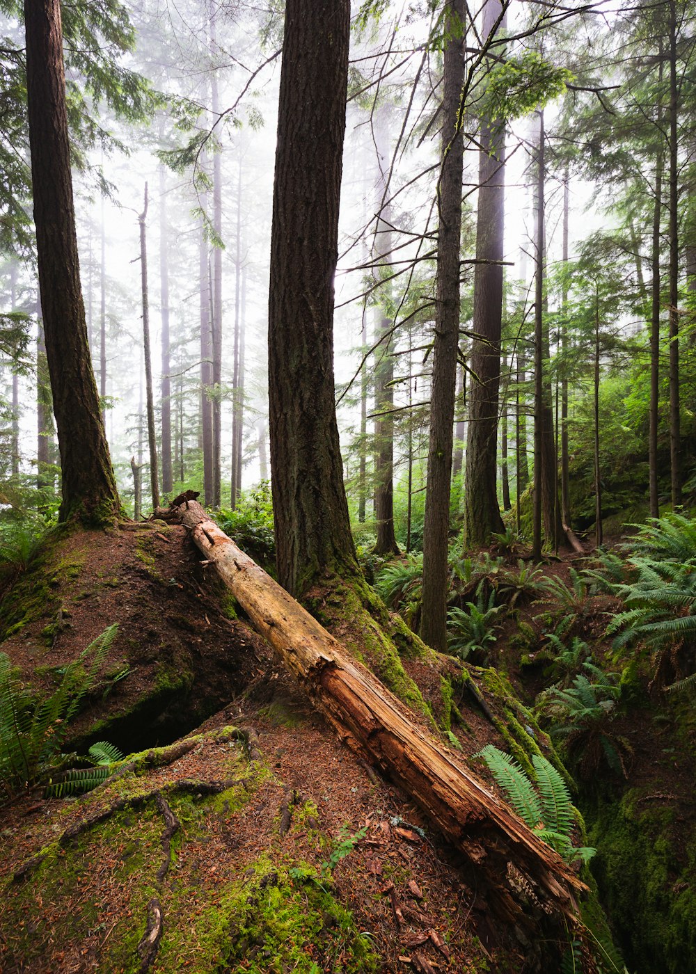 foggy forest