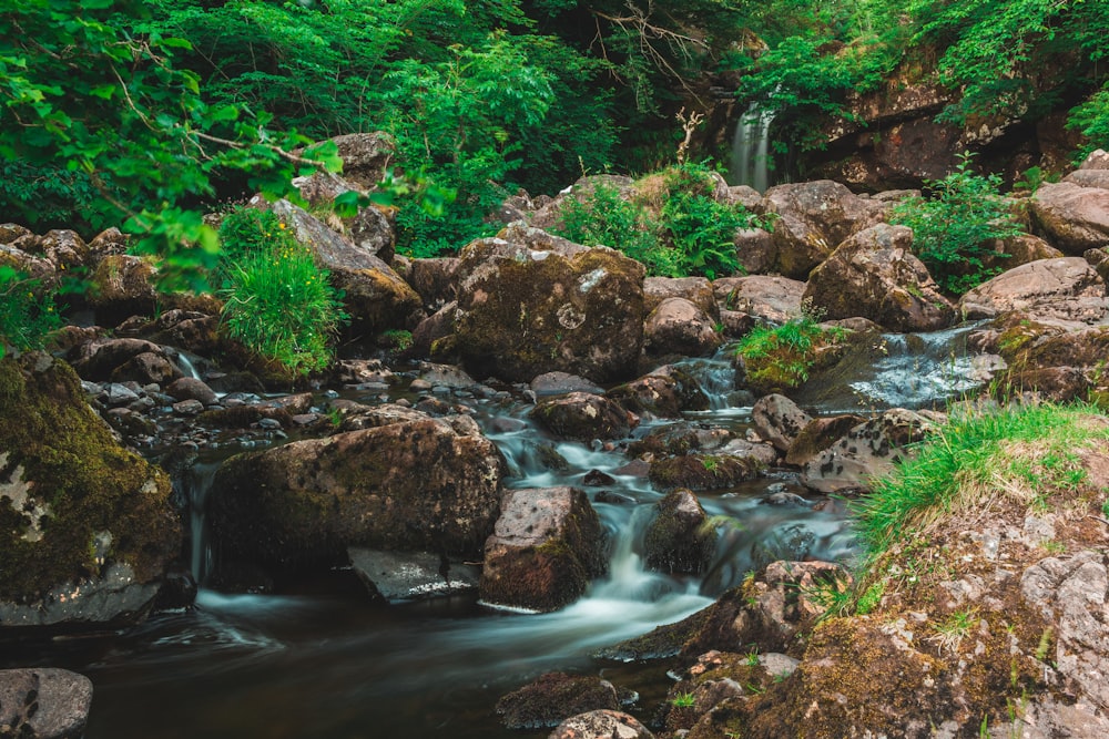 Fluss fließt zwischen Wald