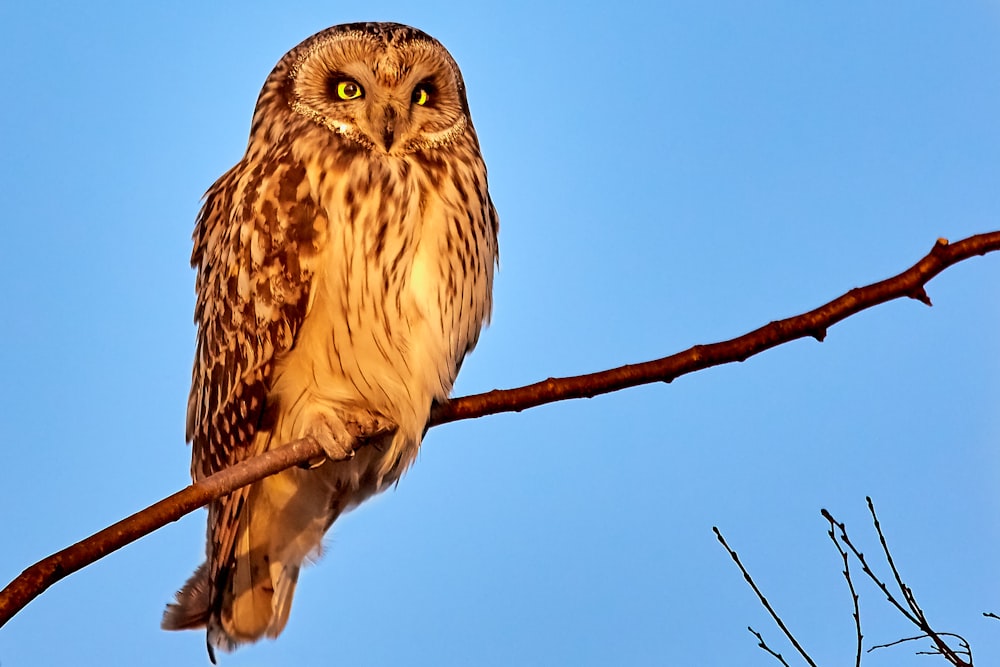 hibou brun sur branche d’arbre