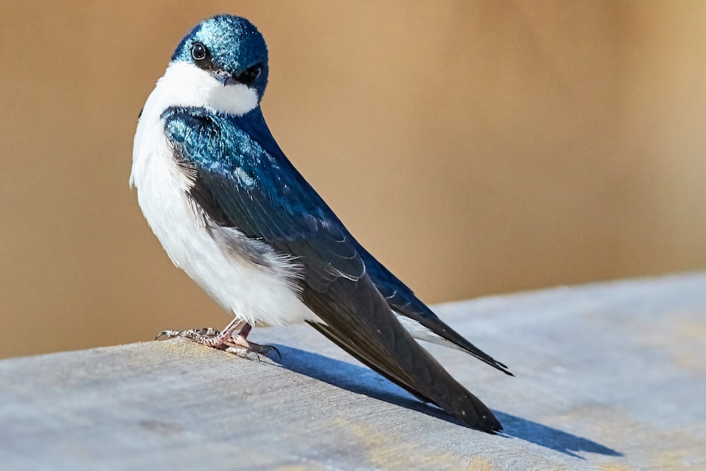 passero blu e bianco su tavola di legno grigia