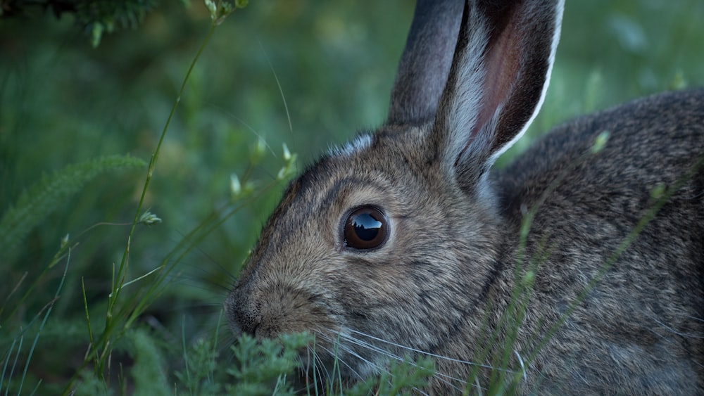 brown rabbit on green grass