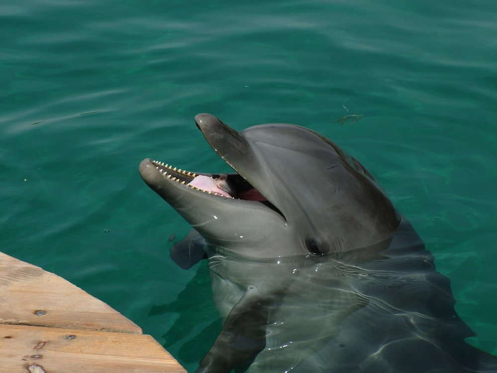 gray dolphin on body of water