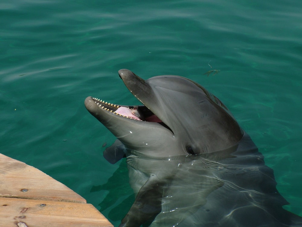 Grauer Delfin auf Gewässer