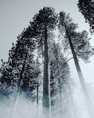 low-angled photography of trees