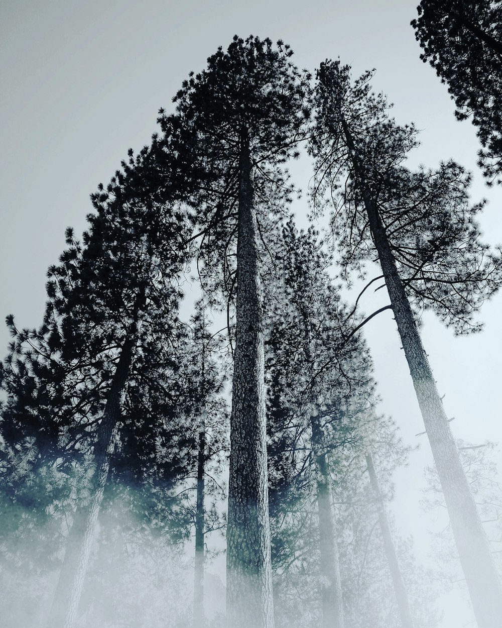 The tree photo by pan xiaozhen (@zhenhappy) on Unsplash