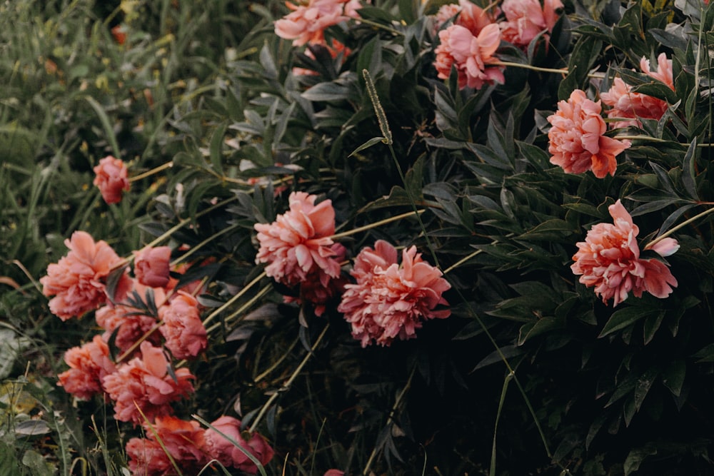 red petaled flowers on focus photo