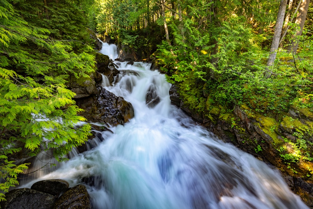 piante a foglia verde accanto a un fiume