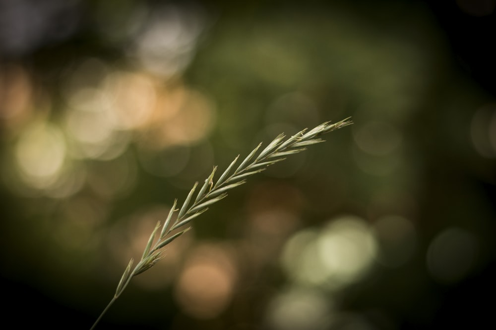 selective focus photography of green leafed plant