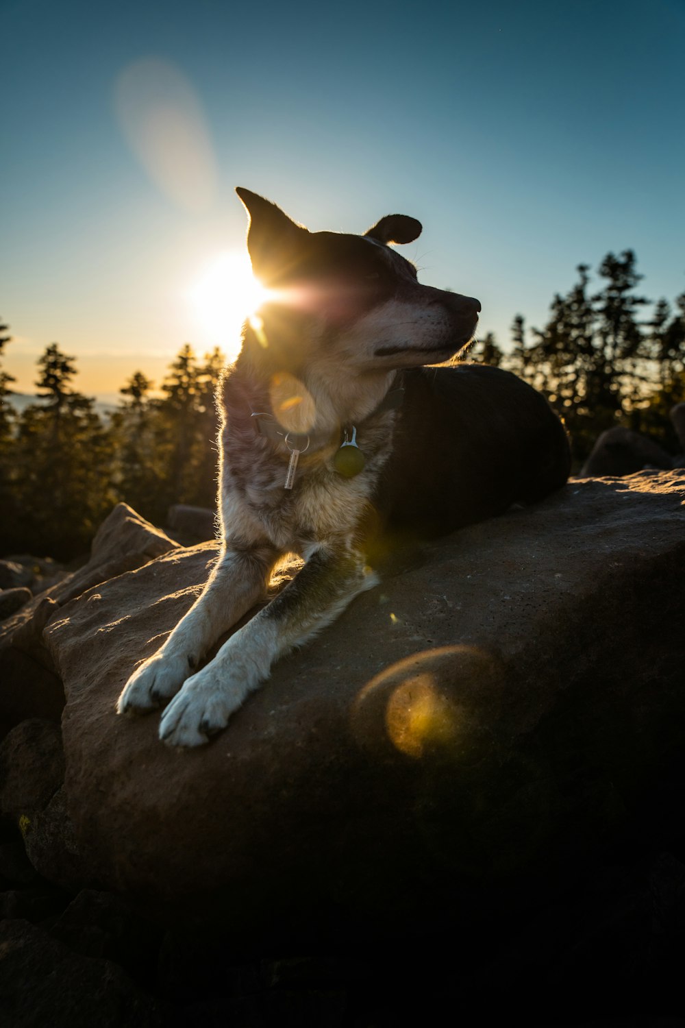 adult short-coated black and beige dog on rock