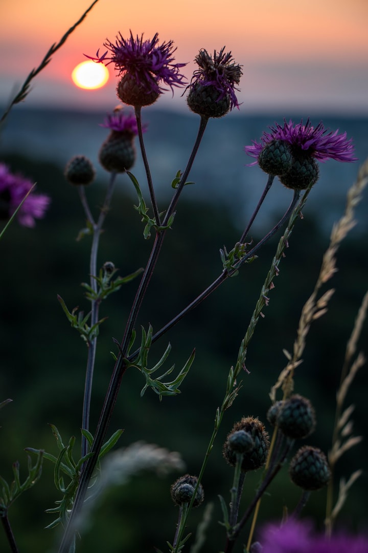 Among the Thistles Part 2