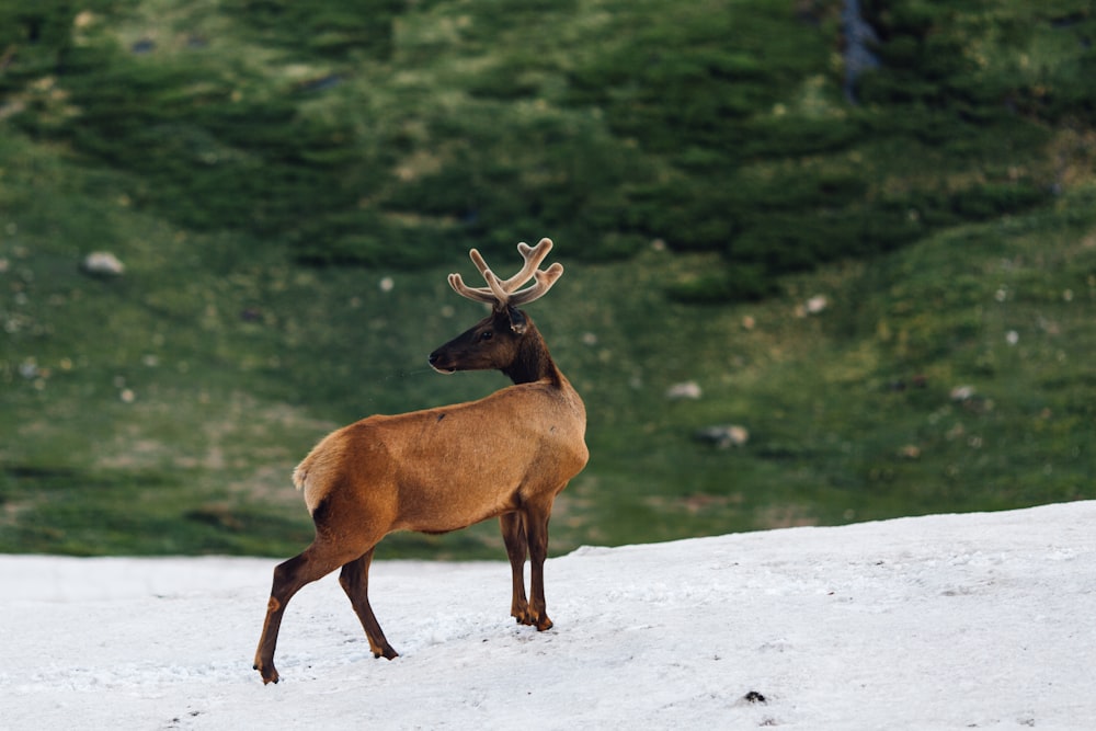brown deer on snow field