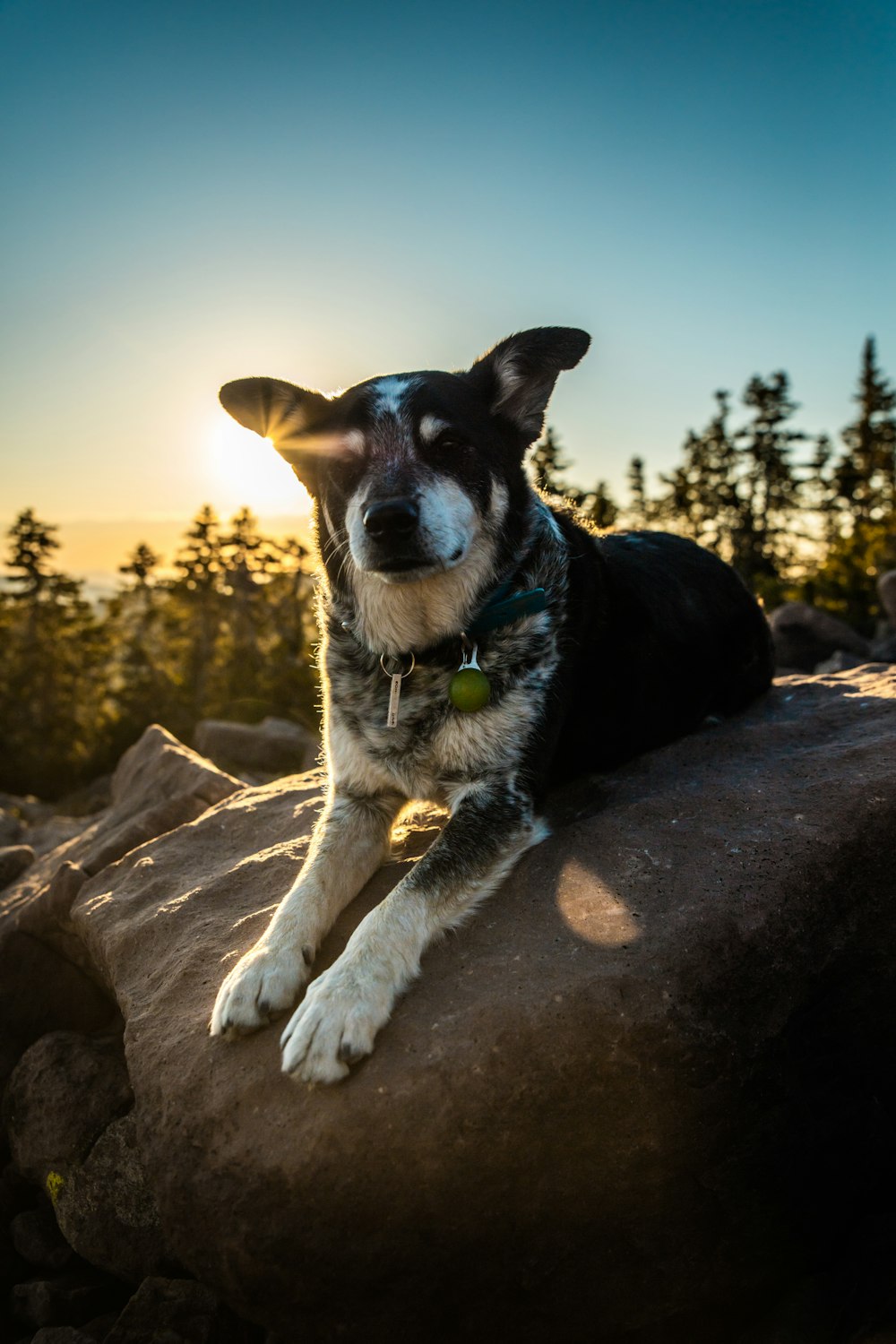 long-coated brown and black dog sitting on grey boulder