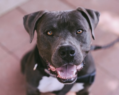 black dog looking at camera