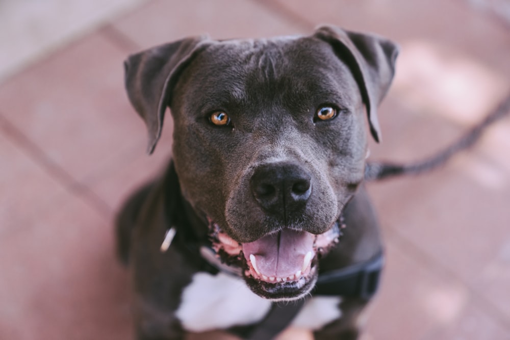 black dog looking at camera