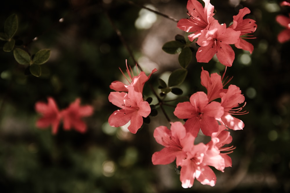 selective focus photography of red petaled flower