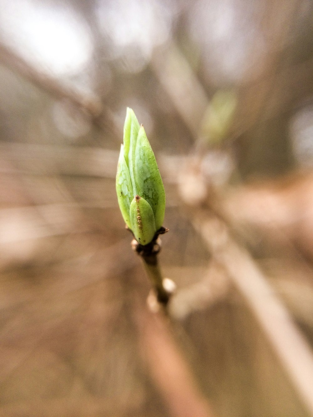 green insect