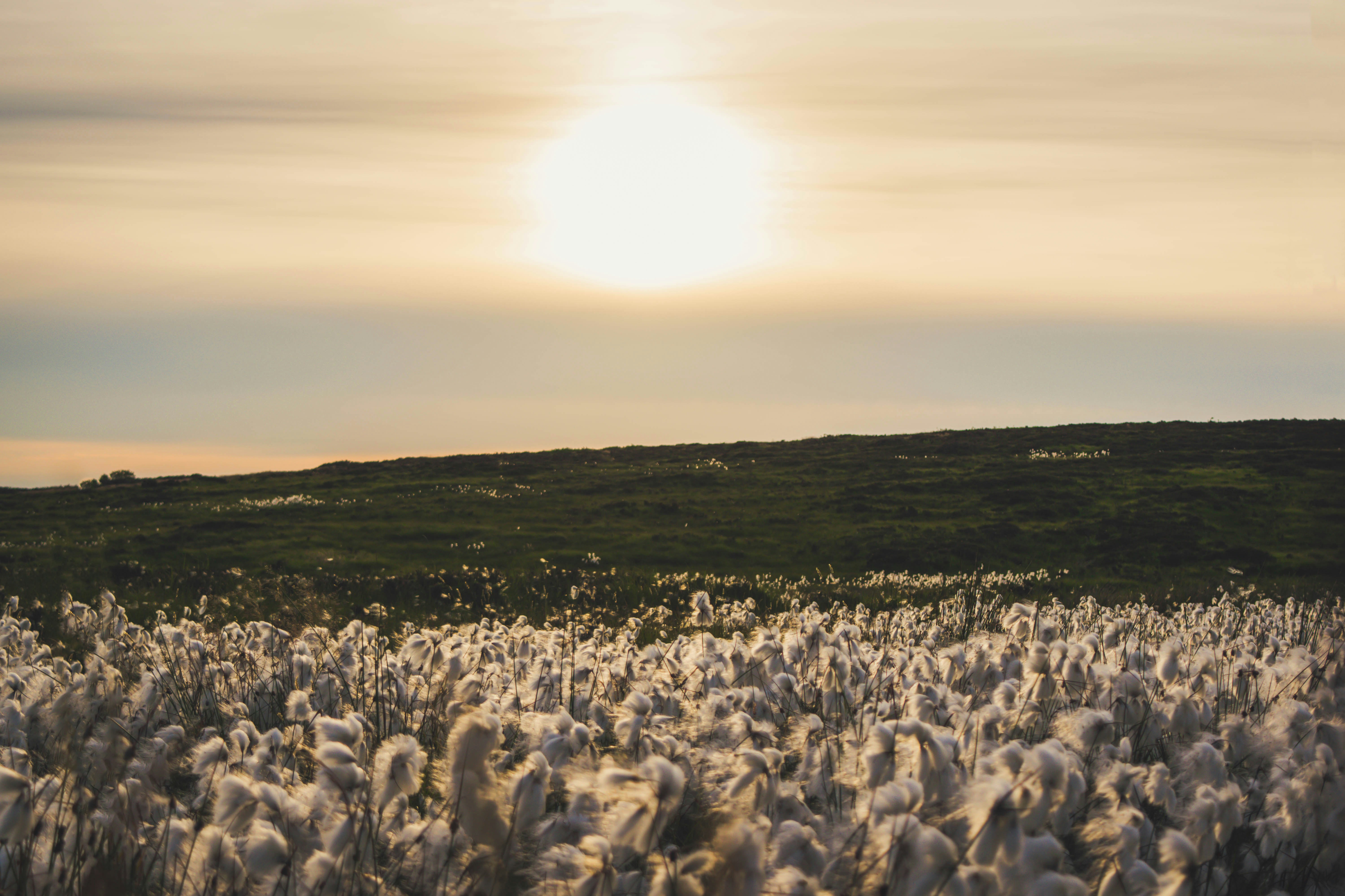 Cave Hill Cotton Field At Sunset