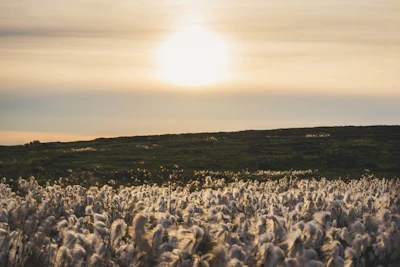 GOTS-certified organic cotton field — the sustainable material behind every TIKA sock