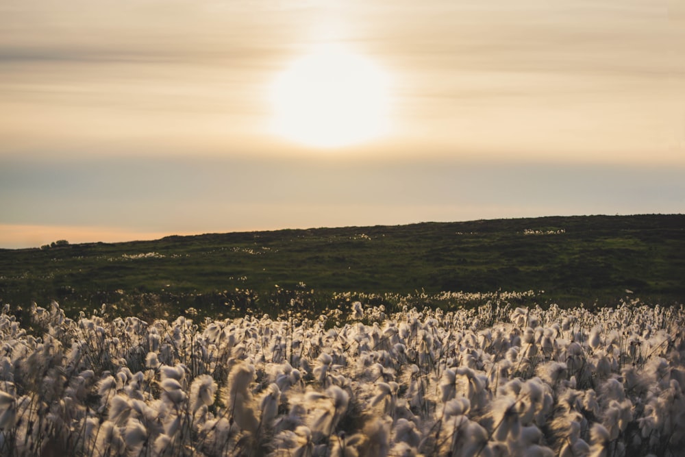 field of white petaled flowers