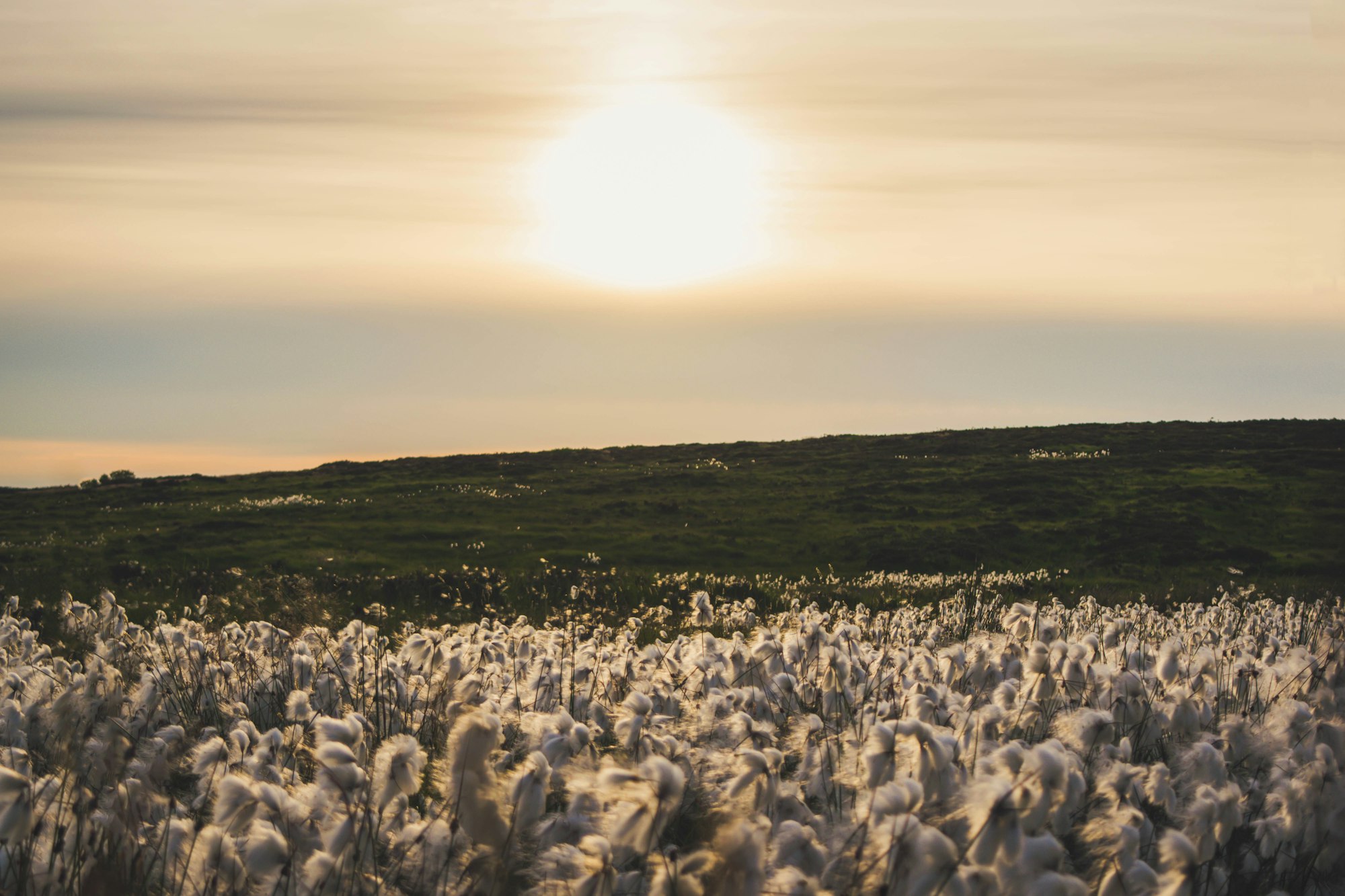 Cave Hill Cotton Field At Sunset