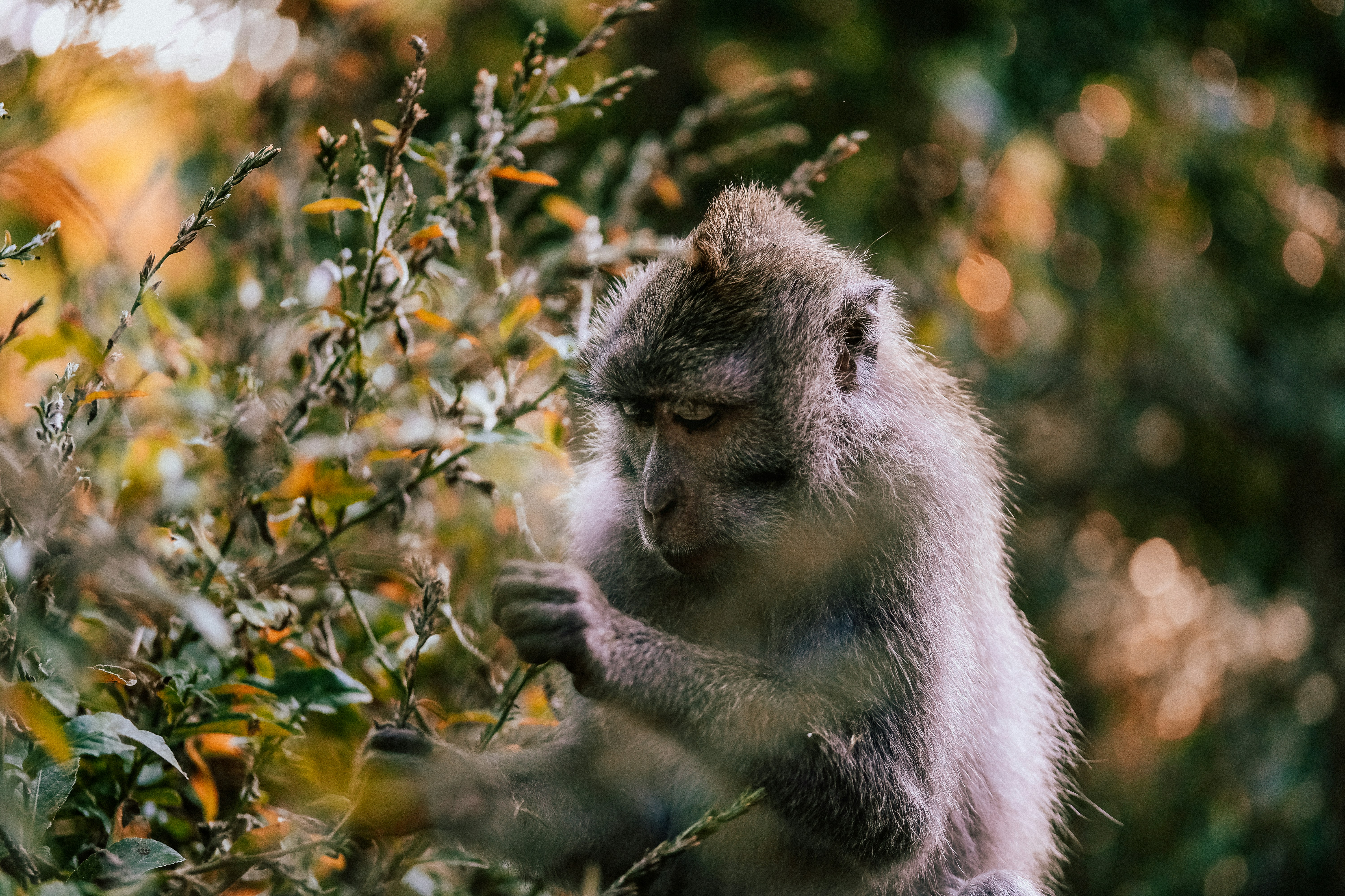 selective focus photography of primate picking leaves, Ubud’s Sacred Monkey Forest
