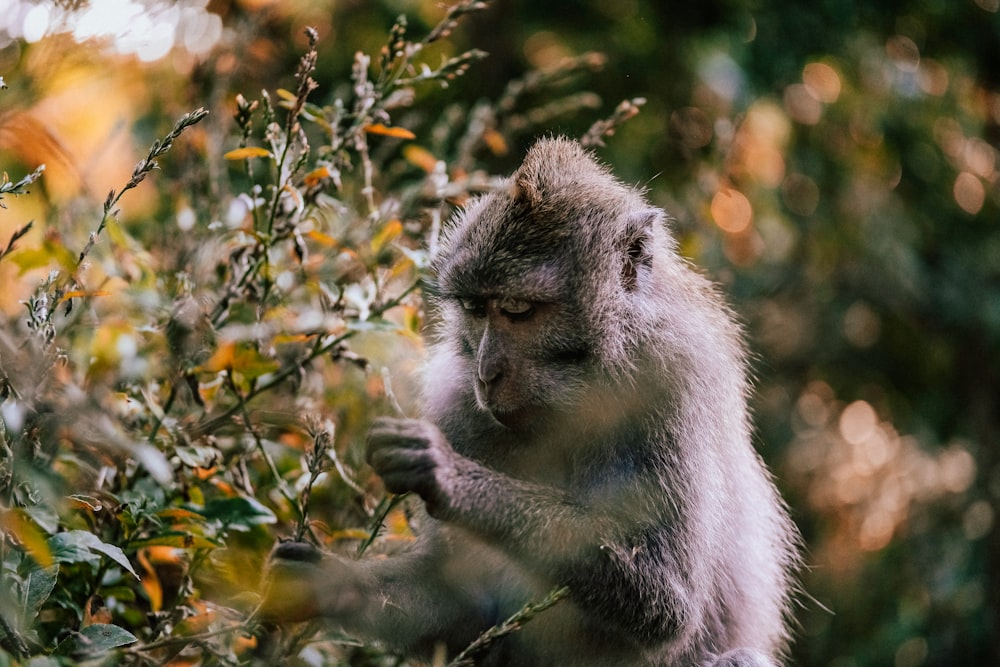 selective focus photography of primate picking leaves