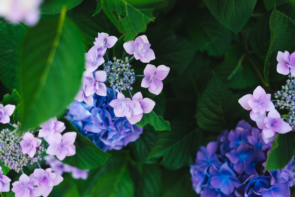 hydrangeas flower