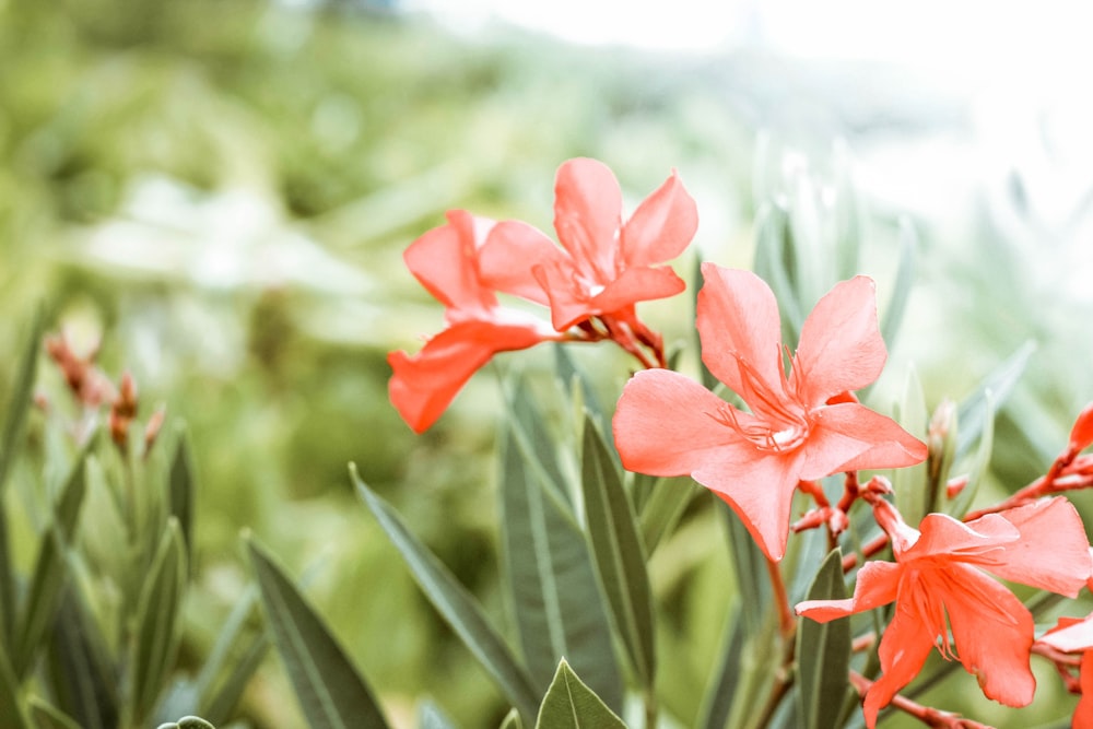 closeup photography of orange petaled flower