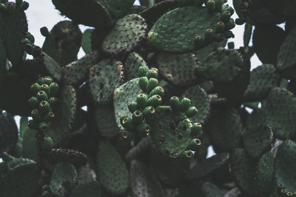 green cactus plant