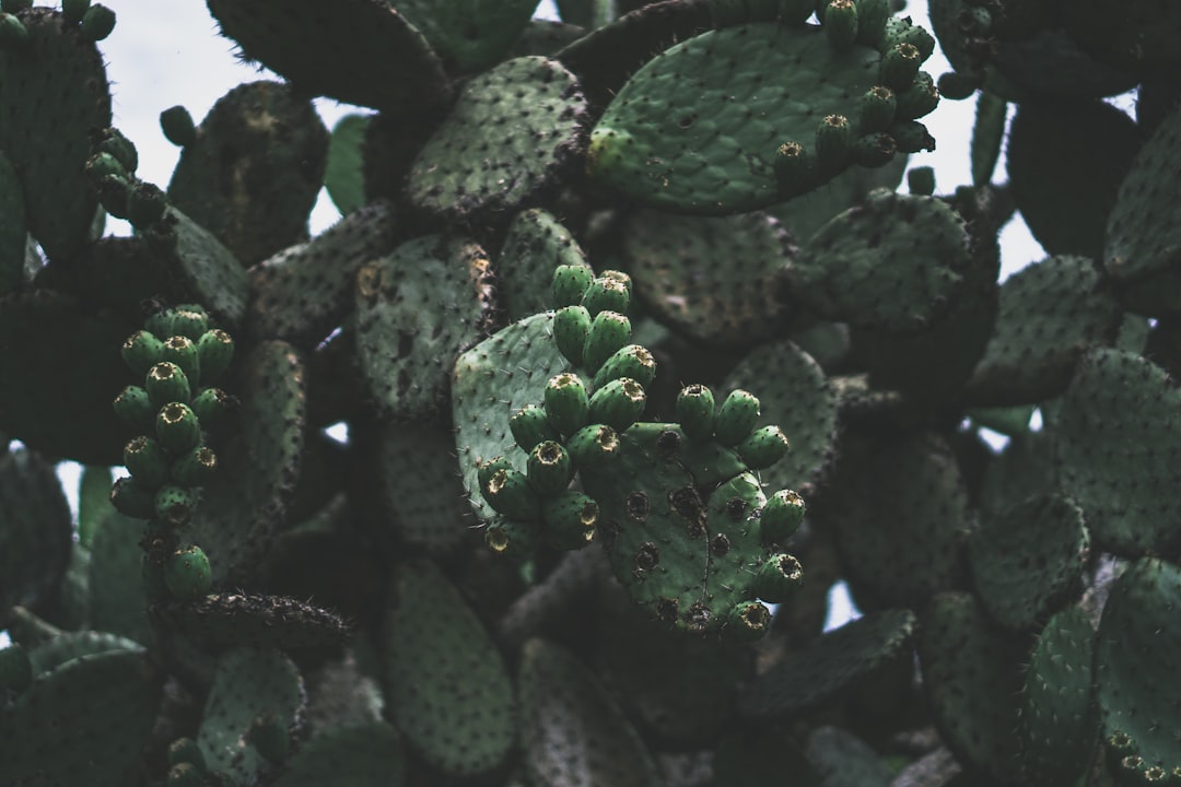 green cactus plant