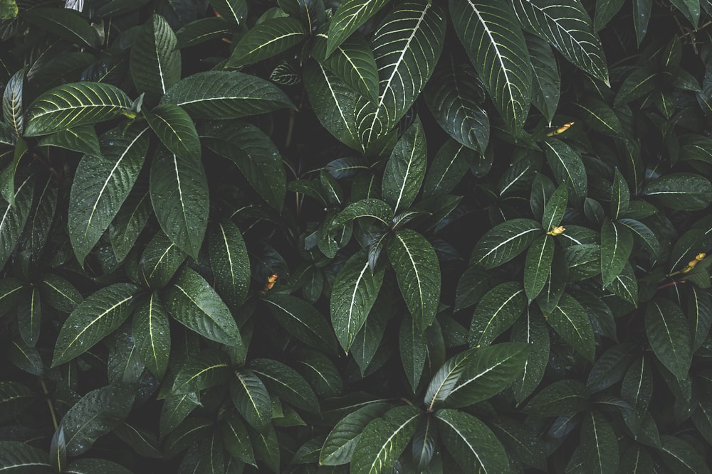 green-leafed plants during daytime