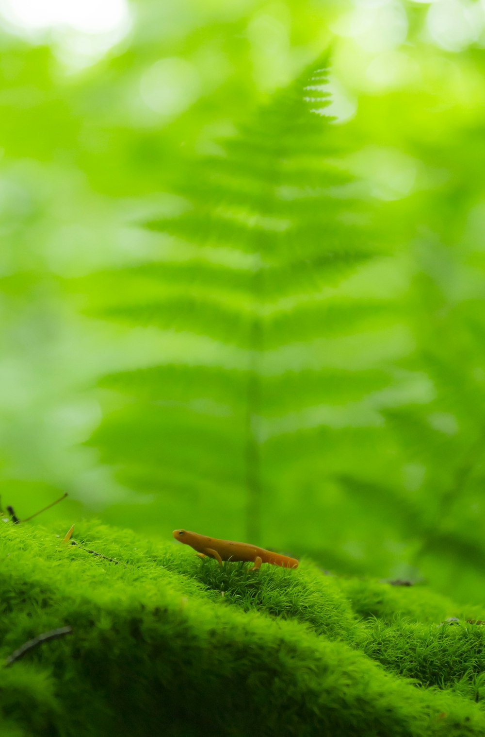 selective focus photography of brown