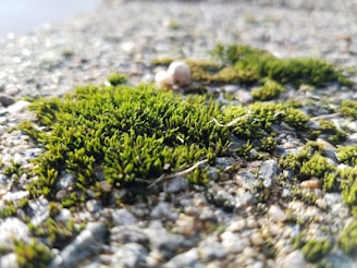 Close-up of green moss growing on a textured surface. The moss appears vibrant and healthy, with thin, upright stalks. The background is blurred, providing a shallow depth of field that accentuates the focus on the moss.