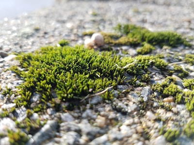 Close-up of green moss growing on a textured surface. The moss appears vibrant and healthy, with thin, upright stalks. The background is blurred, providing a shallow depth of field that accentuates the focus on the moss.