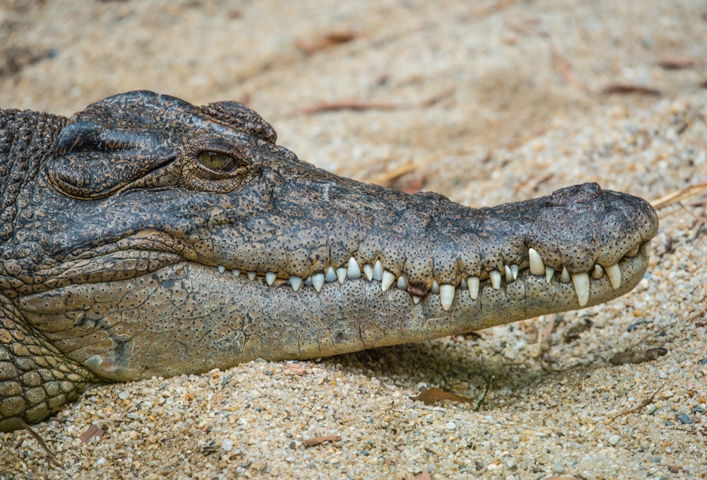 Selektive Fokusfotografie von schwarzem Krokodil, das auf Sand ruht