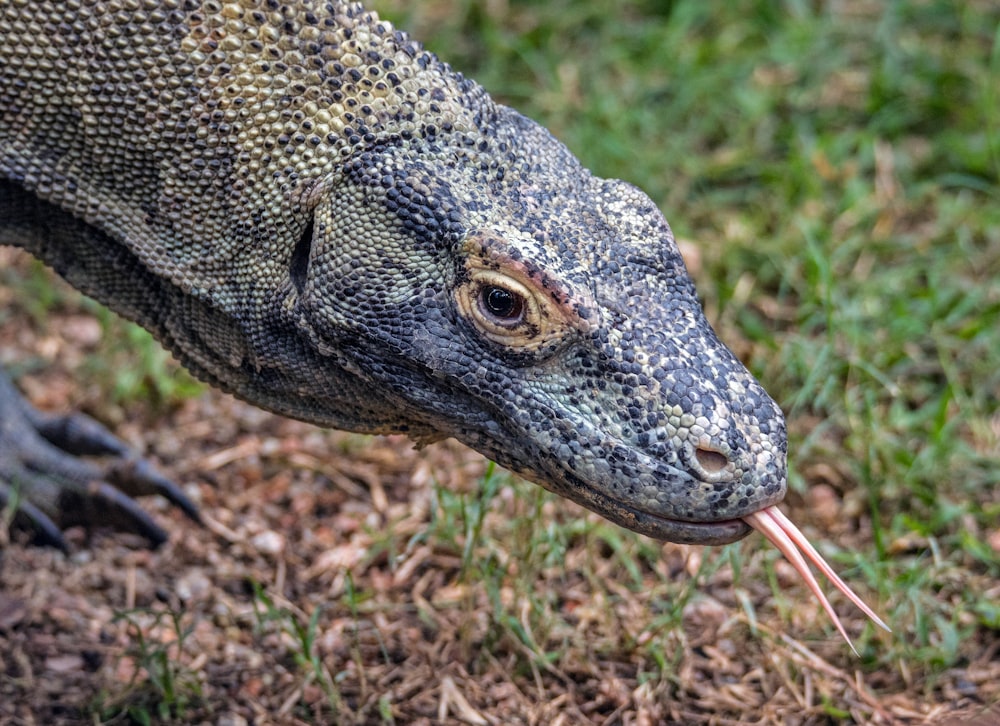 brown and blue reptile