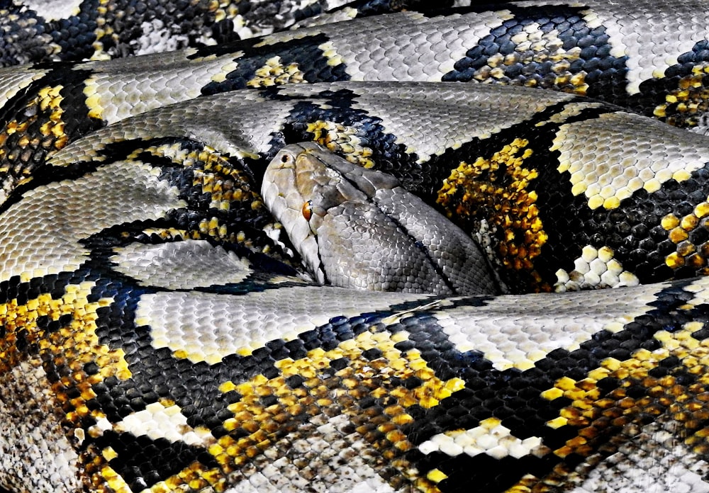 python resting its head on body